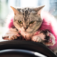 What Hajime-san see when he’s behind the wheel